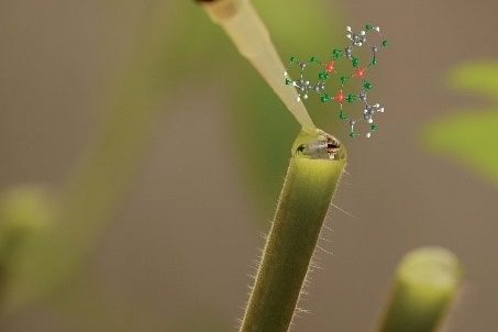 bioanc3a1lisis-del-hierro-en-plantas-justo-giner-martc3adnez-sierra